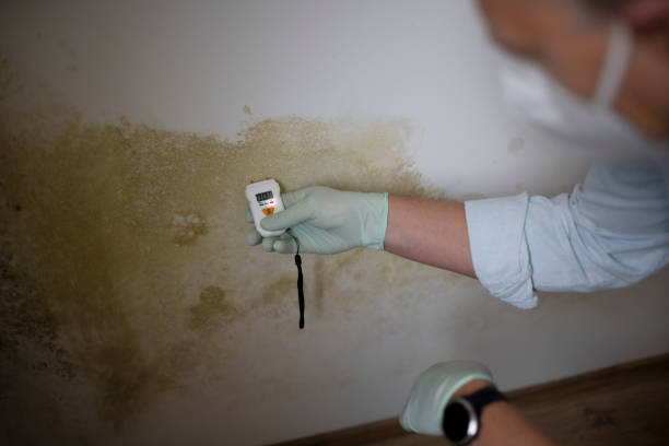 Office Mold Removal Services in Ramblewood, NJ