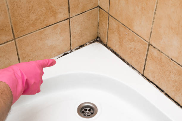 Mold Removal Process in Ramblewood, NJ